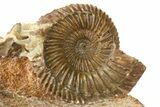 Jurassic Ammonite (Parkinsonia) Fossil Cluster - Germany #265206-2